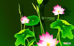 三文鱼吃鱼腩还是鱼柳 三文鱼鱼腩热量