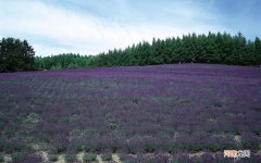 麦粒肿应该怎么办 眼皮上长黄斑瘤图片