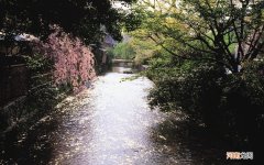 巴沙鱼可以生吃吗 巴沙鱼属于海鱼还是淡水鱼