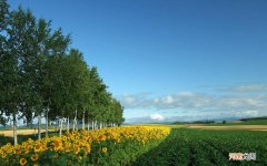 痤疮吃什么好 脸上长痤疮吃什么水果和食物好