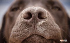 是不是怀孕期间这些不能喝呀 姜和枸杞煮水喝的功效