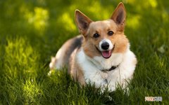 乞巧节的来历和风俗和传统 乞巧节是我国传统的节日吗