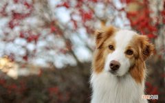 体温总是37°左右是怎么回事 持续37度算发烧吗