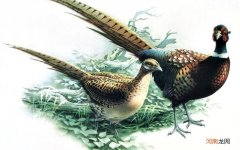 第二次约会女生一定要买单是什么意思 女生主动买单说明没戏