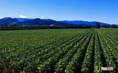 身体出现的哪些信号证明血液已经粘稠如粥 甘油三酯8.1严重么