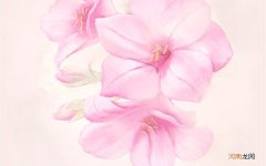 男性性机能低下该如何调理 性功能下降怎么调理