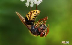 有什么简单有效的方法吗 风油精涂抹可以治扁平疣吗