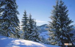 喝什么茶能养肝护肝 男人用什么泡水喝养肝