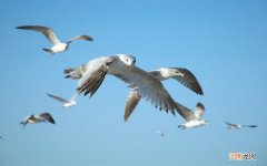 肠胃不好可以喝喝普洱茶吗 瘦人肠胃不好适合喝什么茶