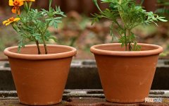 真皮斑可以刷酸吗 真皮斑去掉了还会再长吗