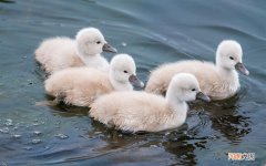 当你送女孩吃的她拒绝了怎么回 给女生送零食被拒绝