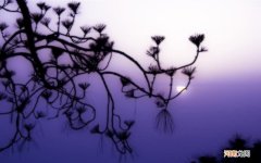 五倍子白芷敷肚脐怎么样做 根治糖尿病的中医敷肚脐秘方