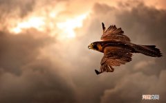 西方菜单分类 西餐母亲节主题菜单