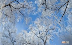 三文鱼在冰箱冷冻放25天还能做给宝宝吃吗 三文鱼和牛奶能不能一起吃