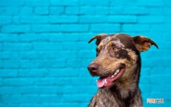 长期服用蜂蜜可以减肥 蜂蜜水减肥法一周瘦30斤