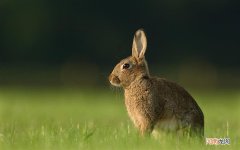 糖尿病可以喝玉米粥吗 糖尿病患者吃玉米粥好不好