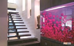 桑叶可以长期泡水喝吗 桑叶茶一天喝多少合适