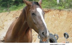 初次汗蒸多久为宜 第一次汗蒸多长时间