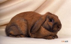 同事总是简简单单的做饭给我吃 永远不要空手吃任何人的饭