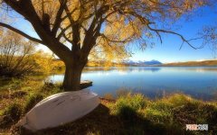 茉莉花茶加白糖好吗 茉莉茶可以减肥