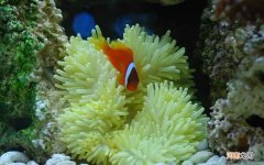 糖尿病人能吃的食物一般有哪些 糖尿病人能吃什么东西