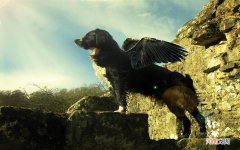 干桑葚怎么泡酒才好喝 桑葚干泡酒的最佳配方