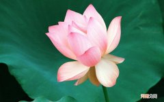 应该怎么办 45岁脸色发黄怎么调养