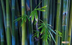 宝宝感冒流鼻涕可以吃虾吗 感冒可不可以吃虾