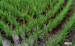 花生的用途和功效有哪些 咳嗽可以吃水煮花生吗