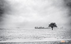 菊花金银花茶的功效有哪些 金银花和菊花泡水喝的功效