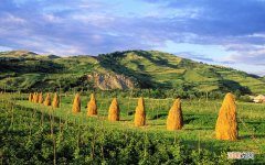 儿童喝鸽子汤的做法 清淡又有营养的儿童餐