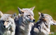 鸡胸肉参数 鸡胸肉蛋白质