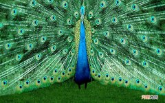 为什么前些年很火的干细胞治疗 干细胞疗法骗局