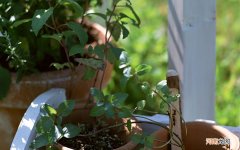 聊一聊你吃过的怀疑是假劣蜂蜜都是什么样的 假蜂蜜是什么东西做的