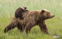 我左眼睫毛根部一碰疼怎么回事 眼睫毛根部长了一个小疙瘩