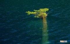 劲酒对红牛起什么作用 吃了性能力提升