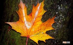 止咳蜂蜜萝卜的做法 白萝卜蜂蜜水治咳嗽