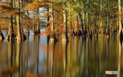 皮皮虾哪个季节什么时候吃最好吃 皮皮虾昨天买的死了能吃吗