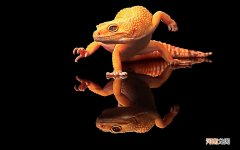 你第一次熬夜是什么情况 大学生熬夜的论文