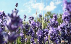 前列腺增生并钙化如何治疗 前列腺钙化怎么消除