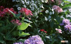 算宠物吗 倒模和真人一样吗