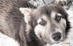 干细胞治疗糖尿病的依据是什么 干细胞2030年将治愈糖尿病