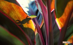 维生素C美白哪种方法比较好 维生素c真能美白吗