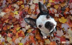 艾灸就是烤火吗 秋天和冬天可以艾灸吗