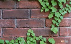 是吃酵素好一些还是益生菌好一些 肠胃不好可以吃益生菌吗