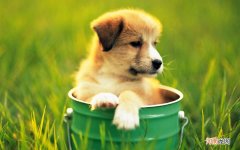 睡前喝牛奶结果变胖了怎么回事 喝牛奶会不会长胖