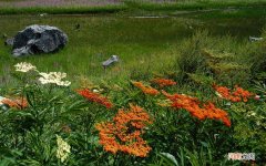 消渴丸功效与作用 消渴丸副作用