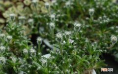 减肥人晚上能吃鱼吗 清蒸鱼能减肥吗