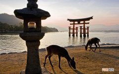 阿昔洛韦软膏 阿昔洛韦软膏