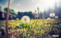 二十个月宝宝吃什么鱼好 狭鳕鱼能给小孩吃吗